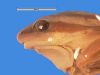 Media type: image; Herpetology A-57294